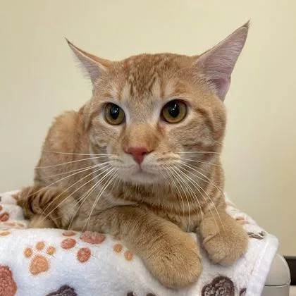 A young large-sized male Tabby (Orange / Red) Domestic Short Hair cat named Thomas for adoption in Rochester, MN