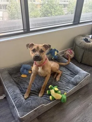 An adult medium-sized female Mixed Breed dog named Coco for adoption in West Chester, PA