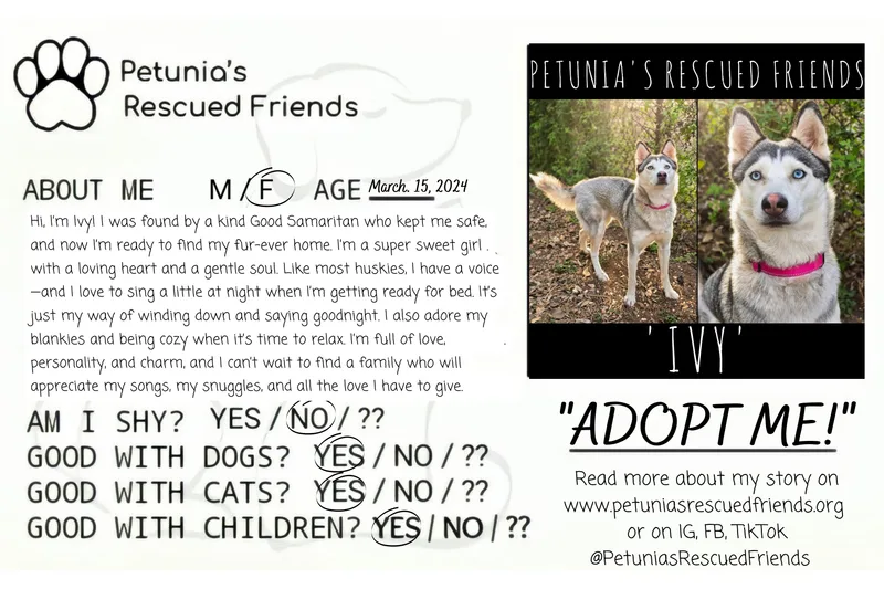 An adult medium-sized female Gray / Blue / Silver Husky dog named Ivy for adoption in Castroville, TX