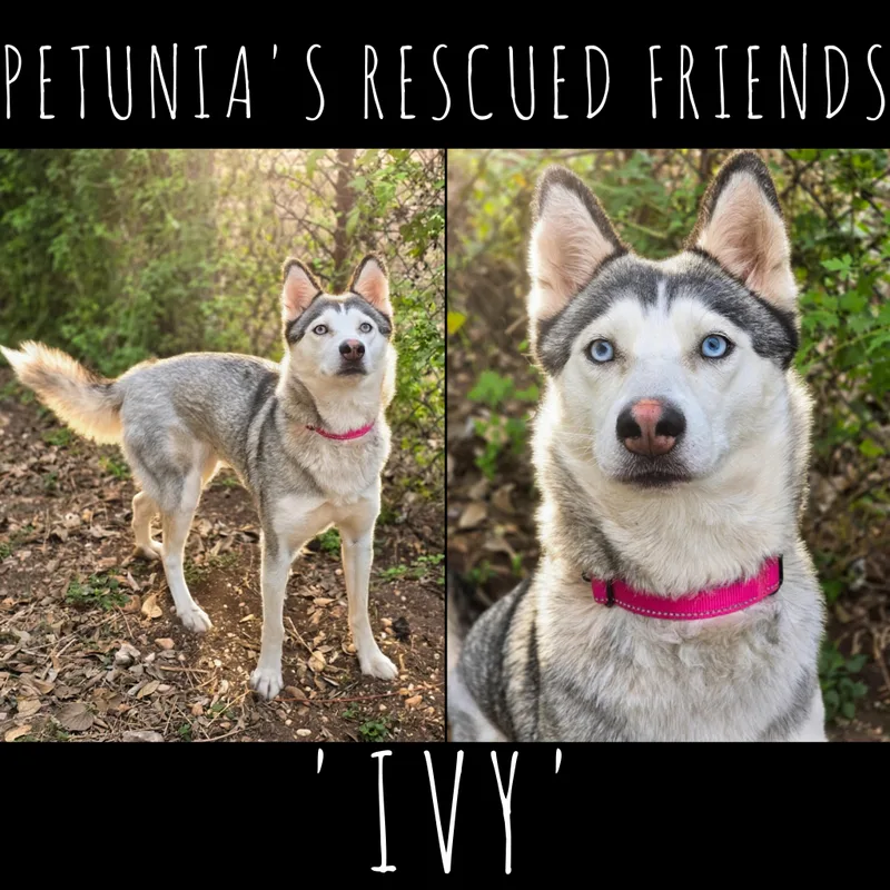 Ivy thumbnail 2