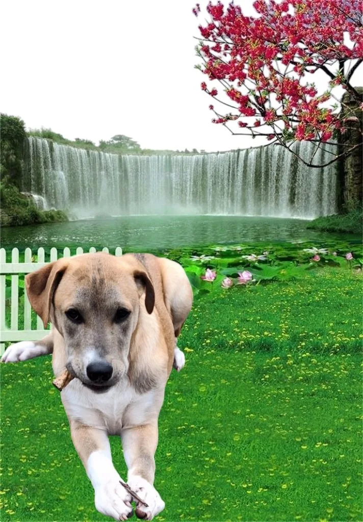 Diva  Davan thumbnail 3