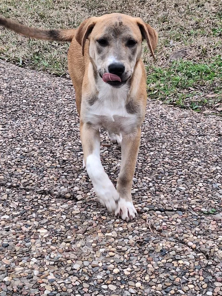 Diva  Davan thumbnail 4