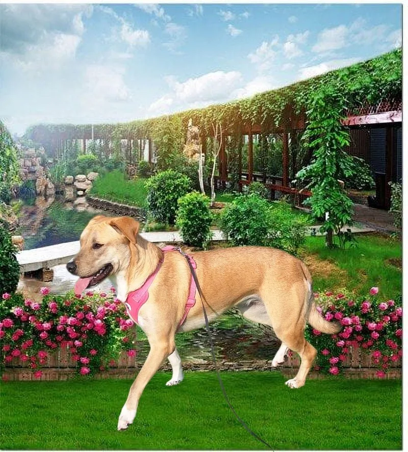 Diva  Davan thumbnail 5