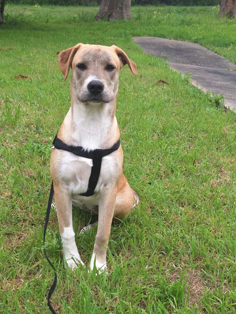 Diva  Davan thumbnail 6