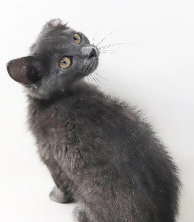 Shirley is PURRFECTLY imPURRFECT