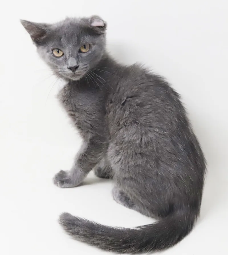 Shirley is PURRFECTLY imPURRFECT thumbnail 2