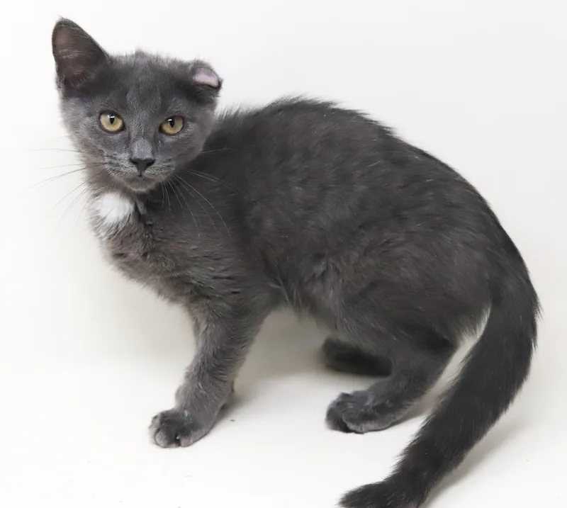 Shirley is PURRFECTLY imPURRFECT thumbnail 3