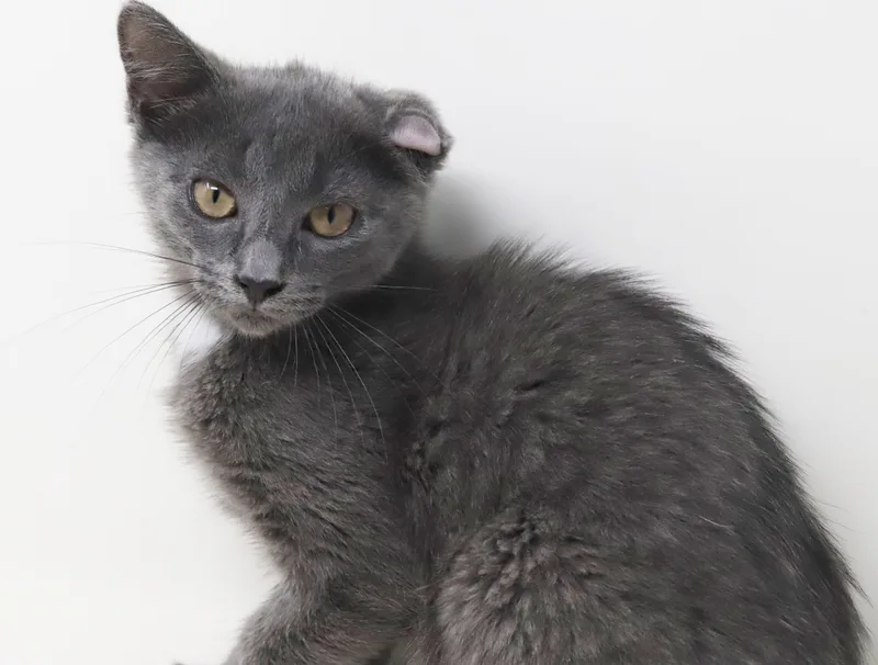 Shirley is PURRFECTLY imPURRFECT thumbnail 4