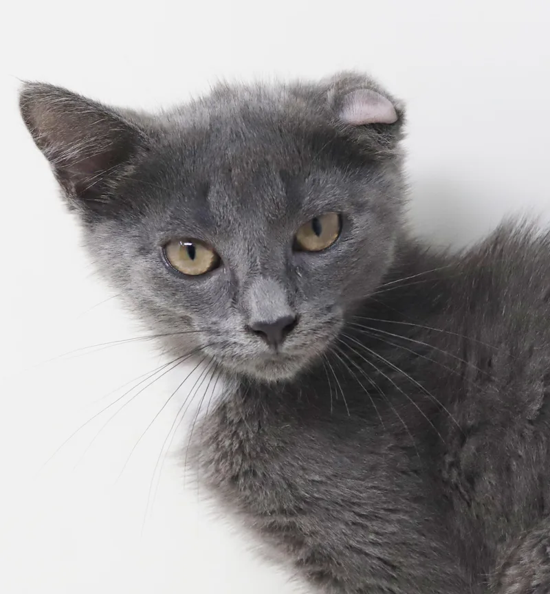 Shirley is PURRFECTLY imPURRFECT thumbnail 5