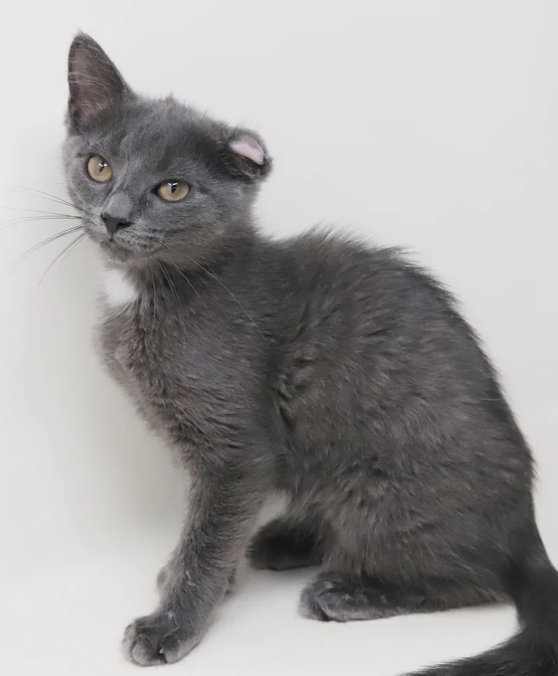 Shirley is PURRFECTLY imPURRFECT thumbnail 6