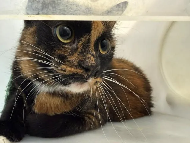An adult large-sized female Domestic Short Hair cat named Autumn Loaf for adoption in Garland, TX