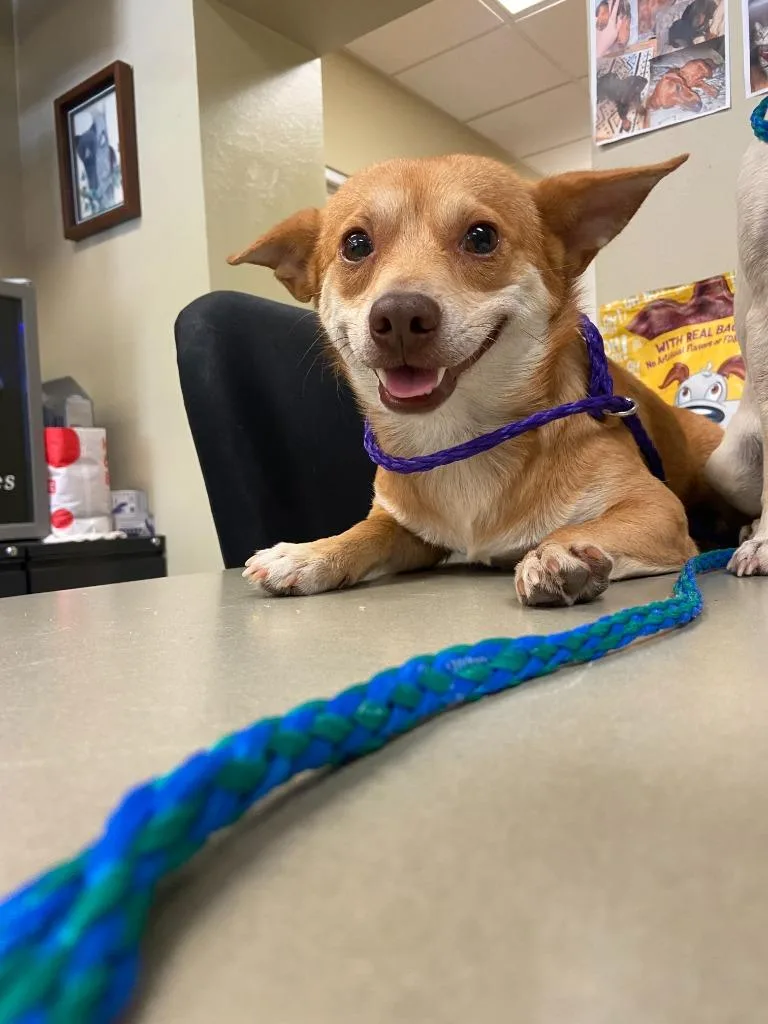 A young small-sized male Chihuahua dog named Dog Kennel  Carmelo for adoption in Greenville, TX