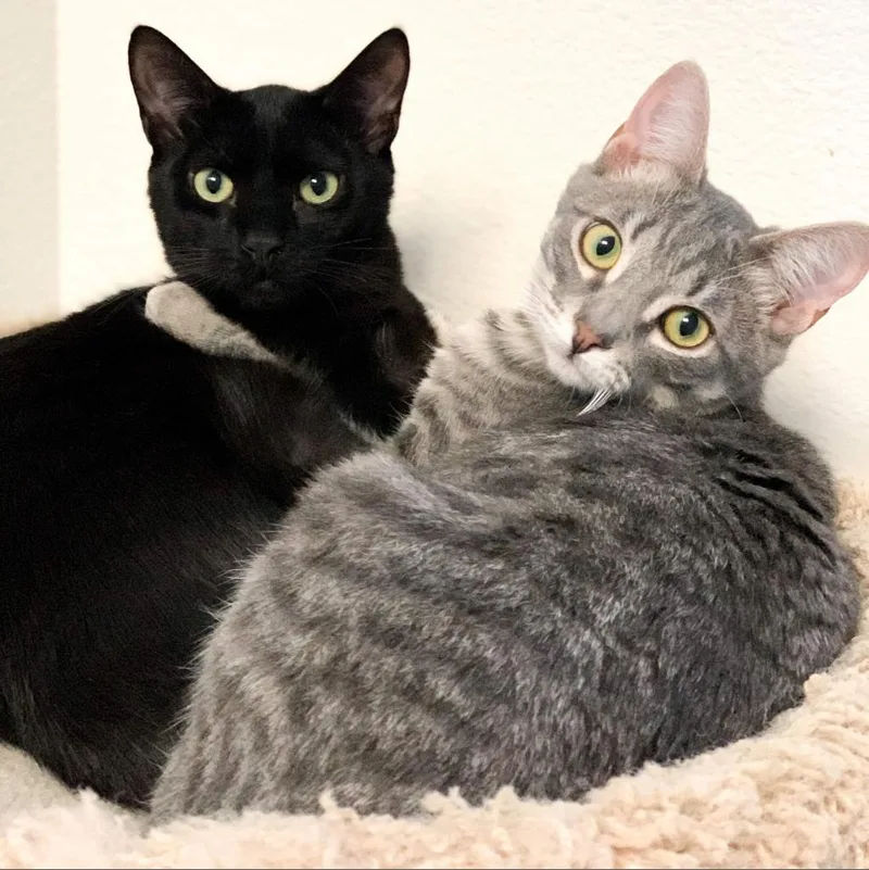 A senior large-sized female Gray / Blue / Silver Domestic Short Hair cat named Wasp & Antman for adoption in Suisun City, CA