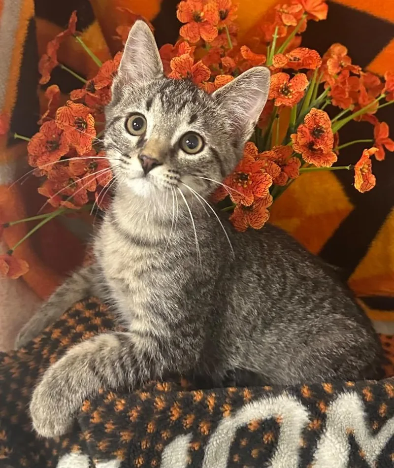 A baby small-sized male Domestic Short Hair cat named Mars for adoption in Stillwater, OK