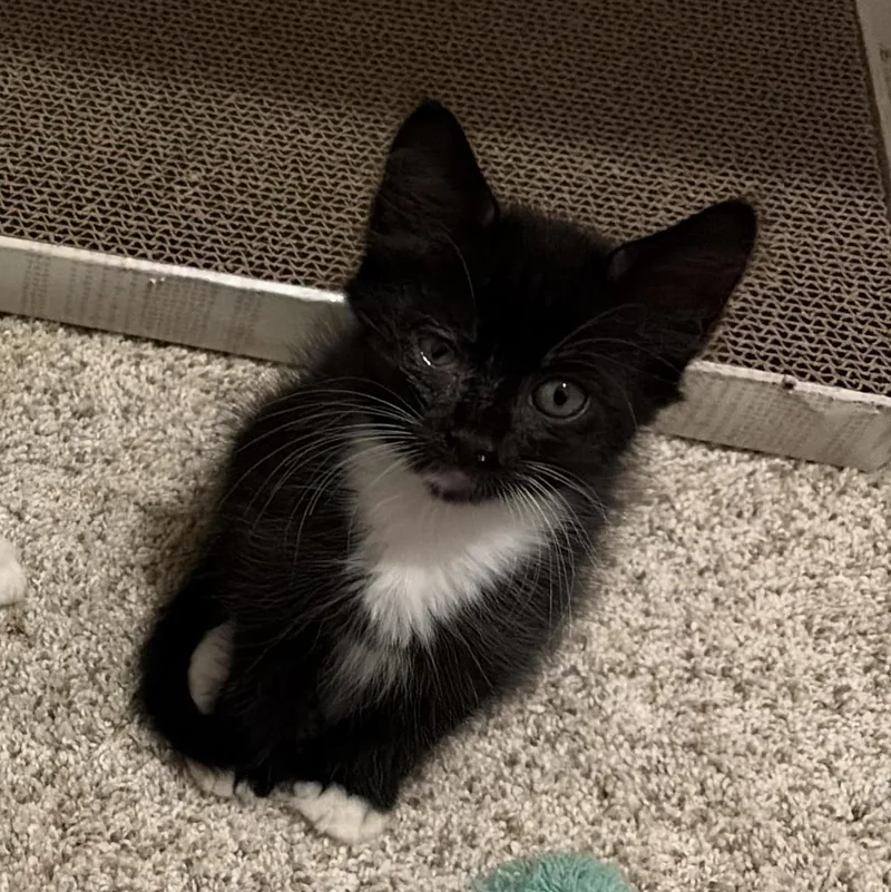 A baby medium-sized female Black & White / Tuxedo Domestic Long Hair cat named Macie for adoption in jacksonville, FL