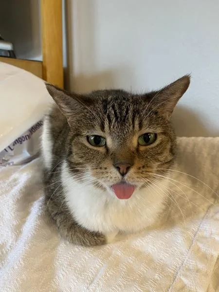 A young small-sized female Domestic Short Hair cat named China for adoption in Ridgewood, NY
