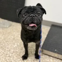 An adult small-sized male Black Pug dog named Dog for adoption in Bullhead City, AZ