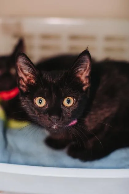 A young small-sized female Domestic Short Hair cat named a IvyPetSmart West Ashley for adoption in North Charleston, SC