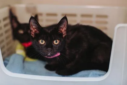 a IvyPetSmart West Ashley thumbnail 3