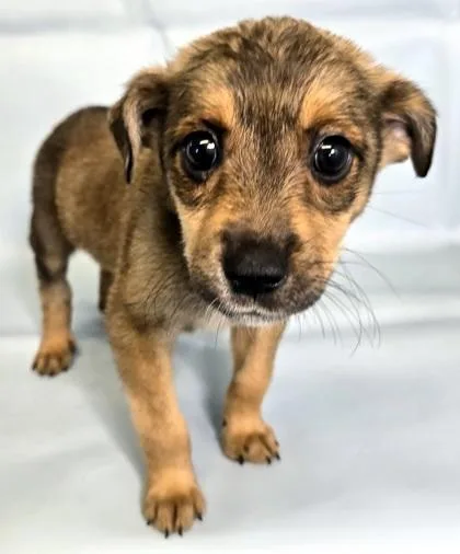 A baby large-sized female Beagle dog named Kaia for adoption in Morton Grove, IL