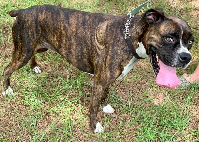 Sweet Hazelnut thumbnail 2