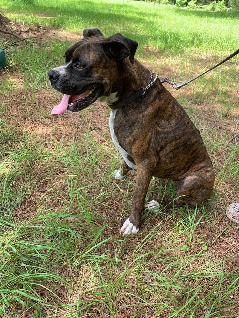 Sweet Hazelnut thumbnail 3