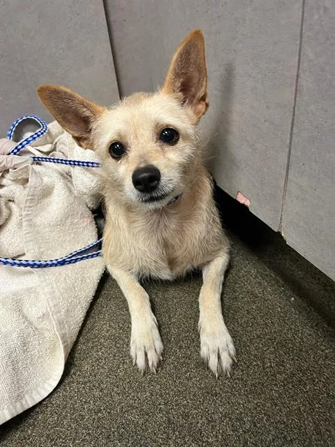 A young small-sized female Mixed Breed dog named Mia for adoption in Jacksonville, FL