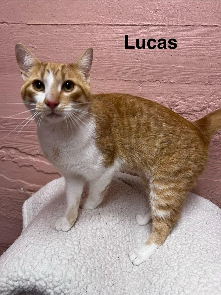 An adult medium-sized male Tabby (Orange / Red) Domestic Short Hair cat named Lucas for adoption in Muncie, IN