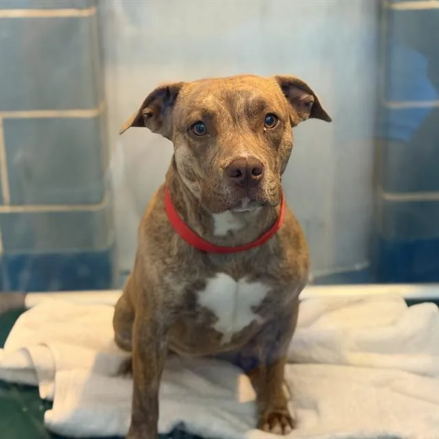 A young medium-sized female Mixed Breed dog named Juliet for adoption in Dallas, TX