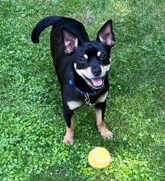 A young small-sized male Bicolor Chihuahua dog named Bandit for adoption in Farmingville, NY