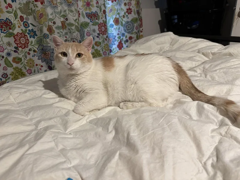A young medium-sized female White Domestic Short Hair cat named Elsa for adoption in Williamsburg, NM