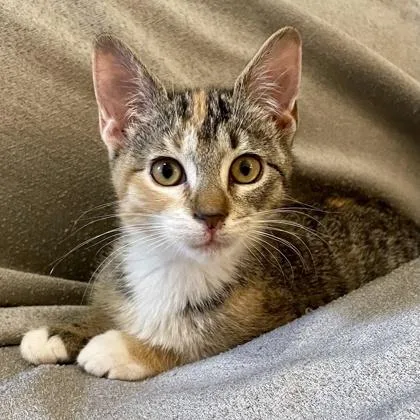 A baby small-sized female Domestic Short Hair cat named Gardenia for adoption in Lawrenceville, GA