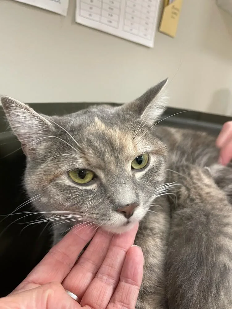 A baby medium-sized female Gray / Blue / Silver Domestic Short Hair cat named Pretty Patches for adoption in Bemidji, MN