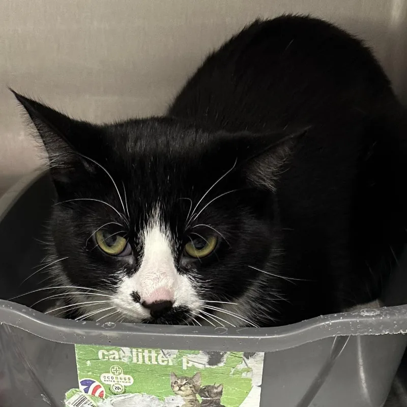 A young small-sized female Domestic Short Hair cat named Boo for adoption in Naperville, IL