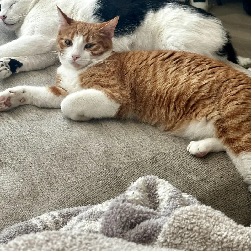 Georgio Armani thumbnail 2