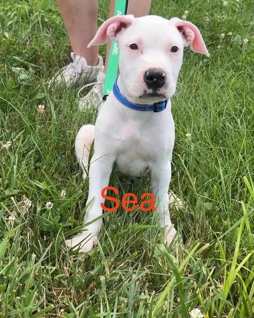 A baby medium-sized male Pit Bull Terrier dog named Sea for adoption in Lexington, KY