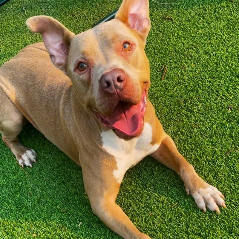 An adult medium-sized male Pit Bull Terrier dog named Finnthe Most Wonderful Personality for adoption in Los Angeles, CA