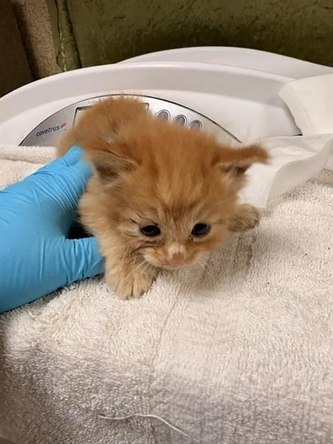 A baby small-sized male Domestic Short Hair cat named Curly for adoption in Riverside, CA