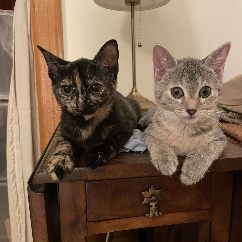 A baby small-sized female Tortoiseshell Domestic Short Hair cat named Tadpole & Saltwater Pearl for adoption in brooklyn, NY