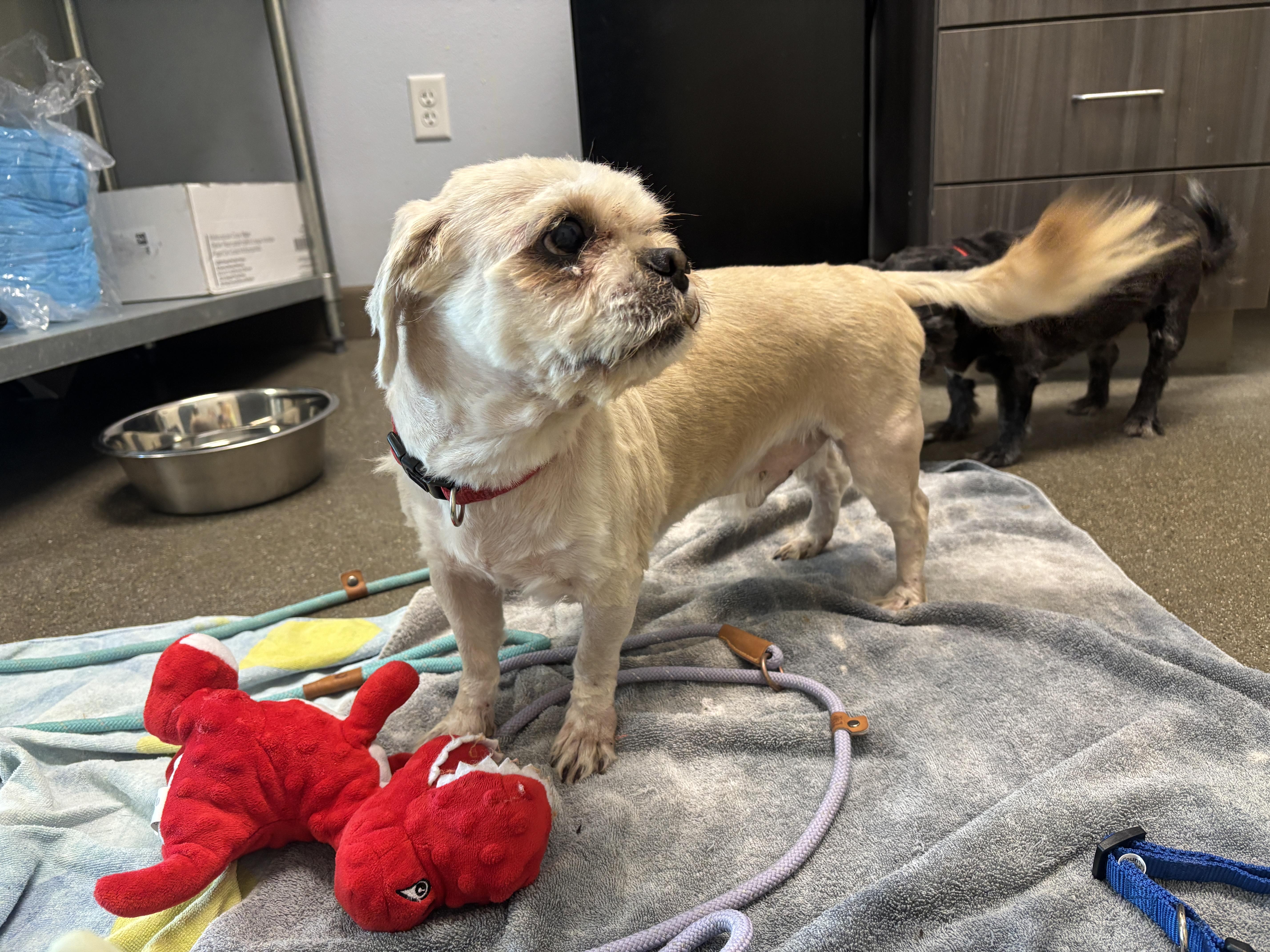 An adult medium-sized male Shih Tzu dog named Wesley for adoption in Chico, CA