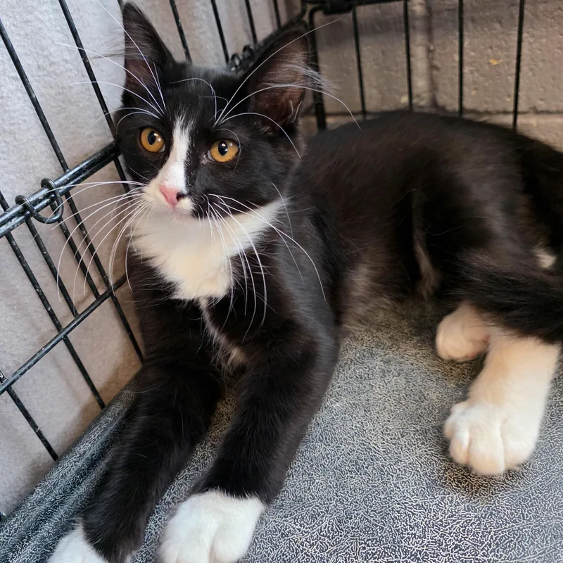 A baby medium-sized male Domestic Medium Hair cat named Xander for adoption in Gainesville, TX