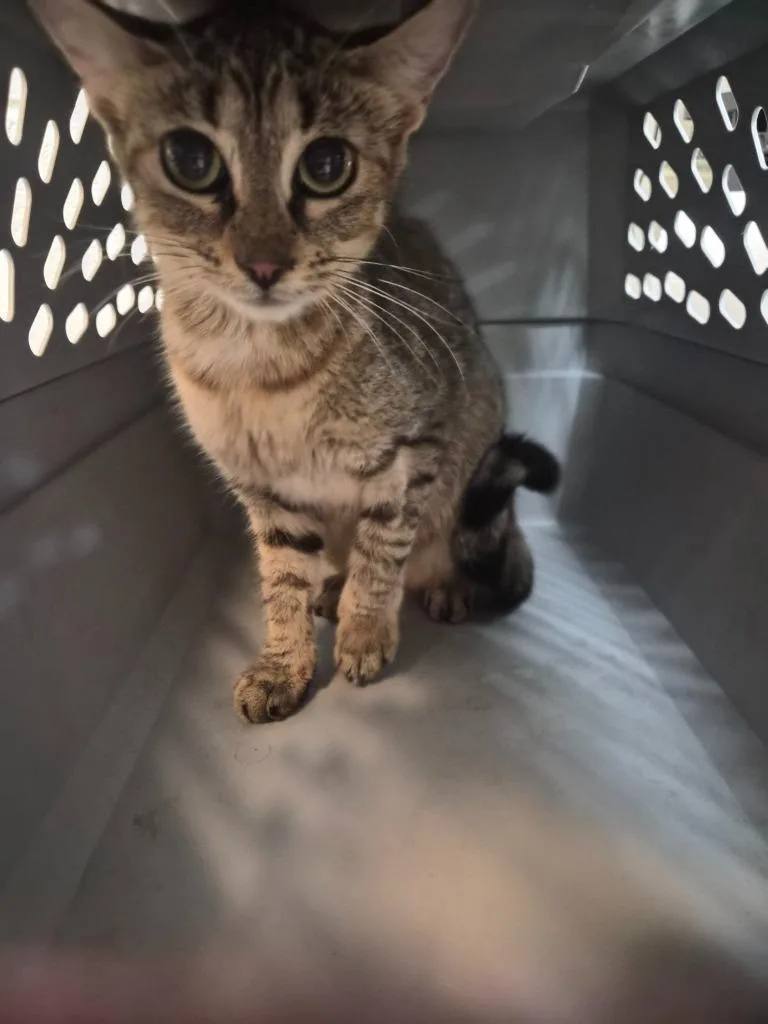 A young medium-sized female Domestic Short Hair cat named Tab E Cat for adoption in Rome, GA