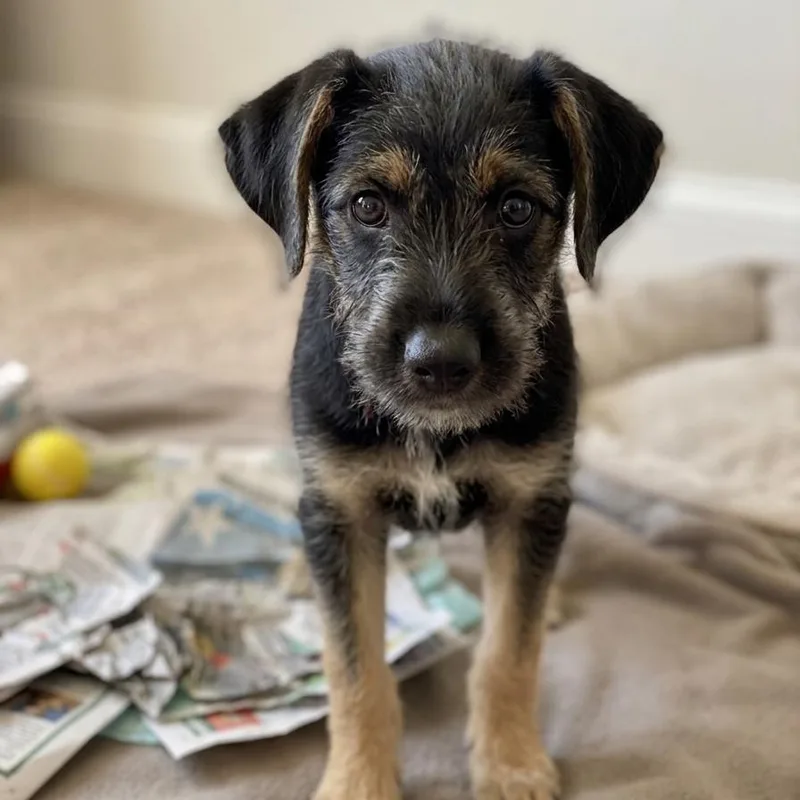 A baby medium-sized male Black Mixed Breed dog named Fire Cracker for adoption in Jefferson city, TN