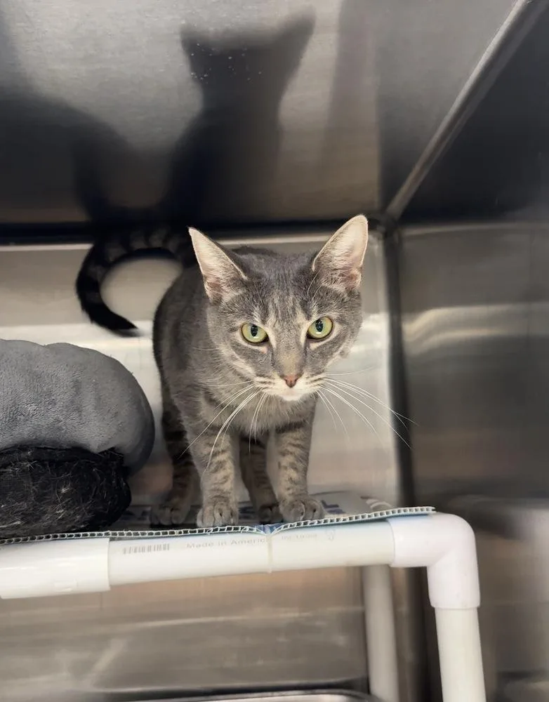 An adult small-sized female Domestic Short Hair cat named Libby for adoption in Pittstown, NJ