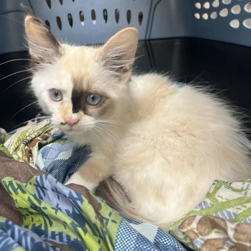 A baby small-sized female Siamese cat named Vanessa for adoption in Normal, IL