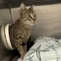 An adult medium-sized female Domestic Short Hair cat named Kitkat for adoption in Charleston, SC