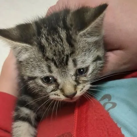 A baby small-sized female Brown / Chocolate Domestic Short Hair cat named Caroline for adoption in Shinnston, WV