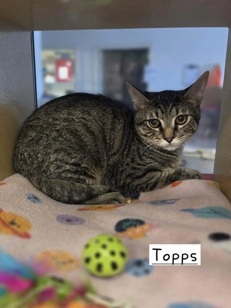 A baby small-sized male Tabby (Brown / Chocolate) Domestic Short Hair cat named Topps for adoption in Metamora, IL