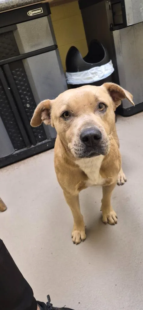 An adult medium-sized male American Bulldog dog named Scotch for adoption in Crossville, TN