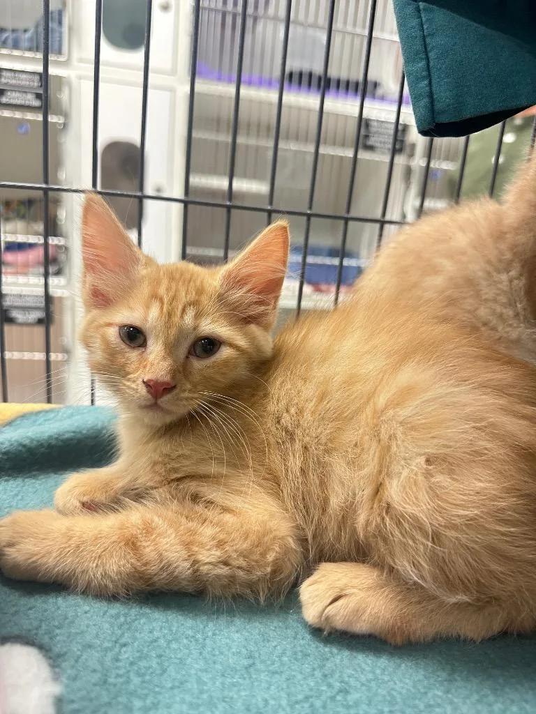 A baby medium-sized male Domestic Short Hair cat named Cheeto for adoption in Johnson City, TN